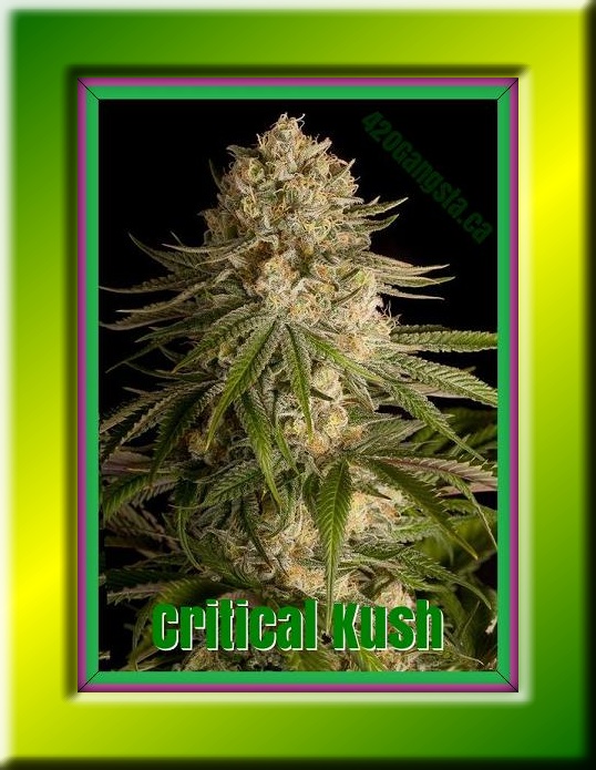 Critical Kush Cannabis Strain