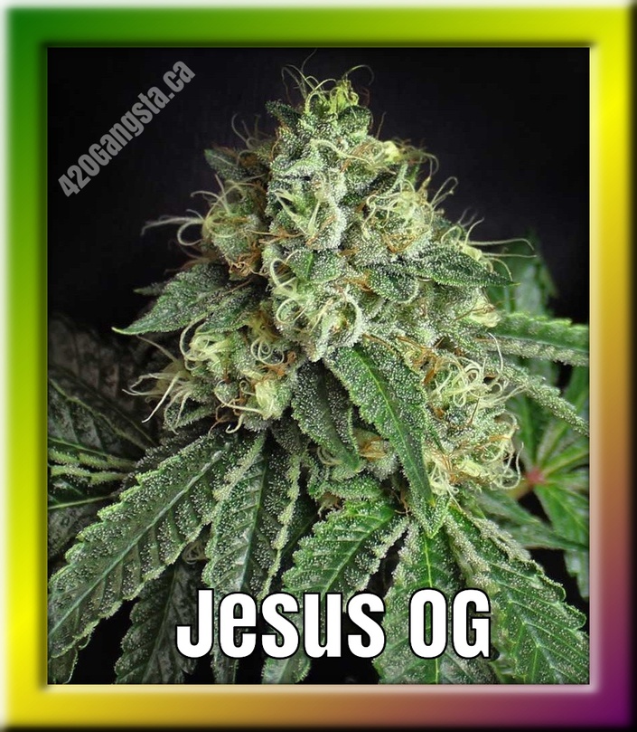 Framed image of the Jesus OG Cannabis plant