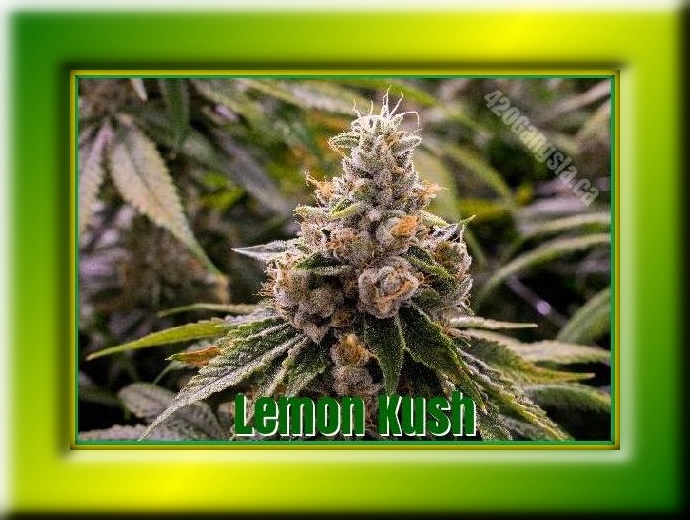 Lemon Kush Cannabis Strain Framed image 2021