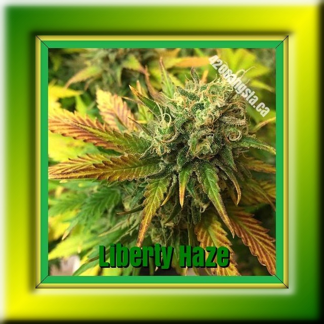 Liberty Haze Cannabis strain information framed image