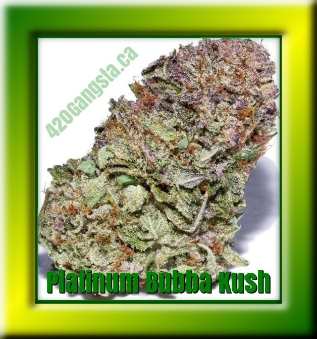 A framed image of the Platinum Bubba Kush Cannabis Strain 2021