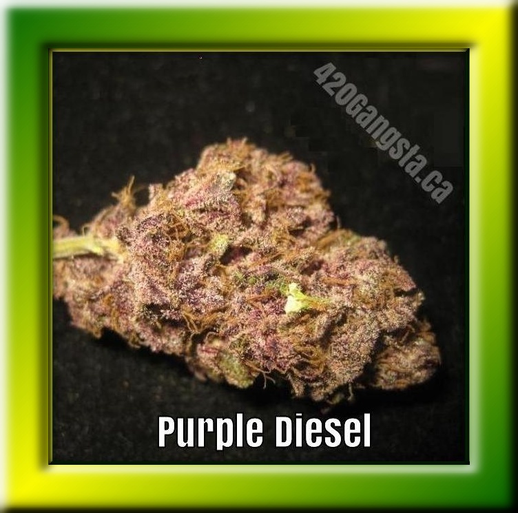 Purple Diesel Cannabis Strain in a framed picture format
