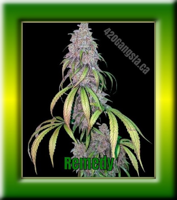 A framed image of the Remedy Cannabis plant