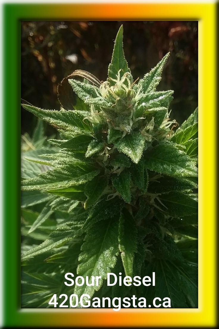 Framed image of the Sour Diesel Cannabis Strain