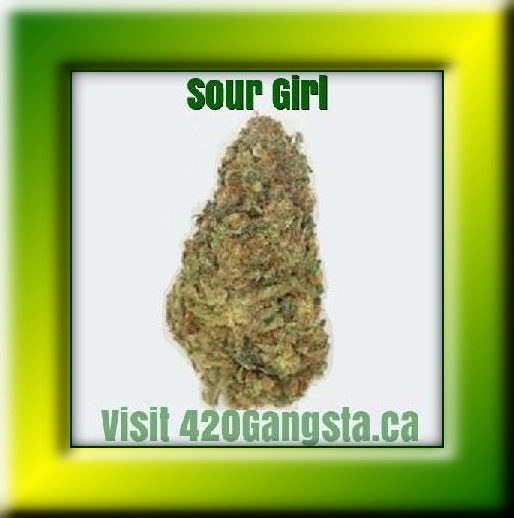 Sour Girl Cannabis Strain framed image