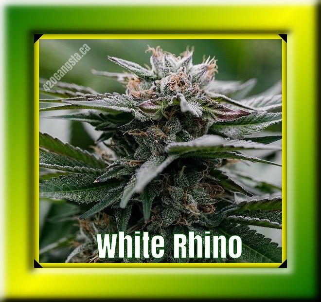 White Rhino Cannabis Strain framed image 
