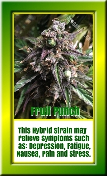 Fruit Punch cannabis seeds information, medical and recreational