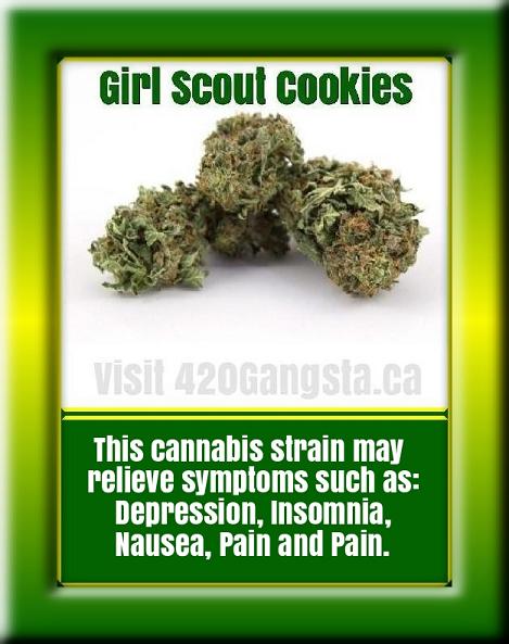 Girl Scout Cookies cannabis 2021 strain information