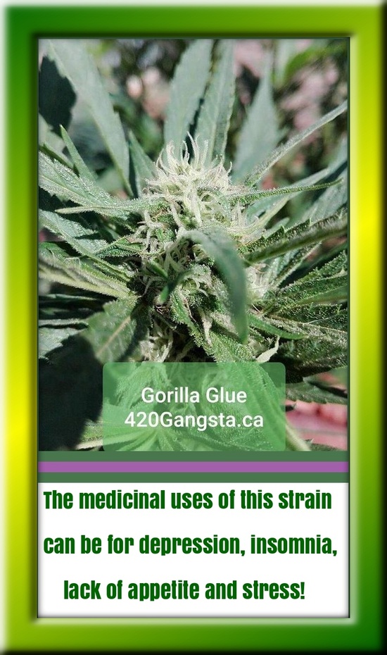 Gorilla Glue Cannabis Strain