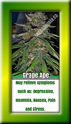 A updated image of the Grape Ape Cannabis plant with information on 28/02/2021. Information like the Grape Ape cannabis may relieve symptoms such as: Depression, Insomnia, Nausea, Pain and Stress