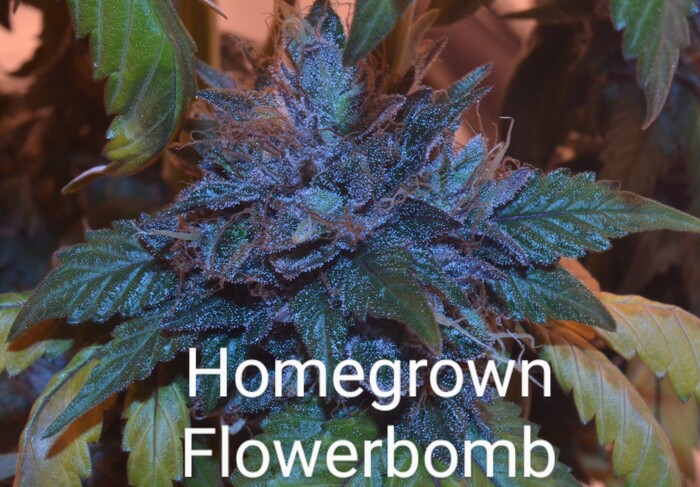 Homegrown Flowerbomb cannabis plant from seeds
