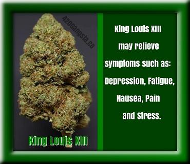 King Louis XIII Cannabis strain information