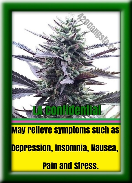 LA Confidential cannabis strain may relieve symptoms such as: Depression, Insomnia, Nausea, Pain and Stress.
