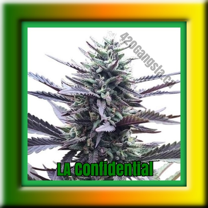 A framed image of the LA Confidential Cannabis plant