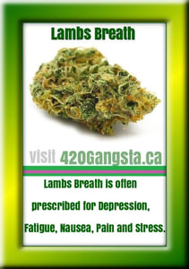 Lambs Breath Cannabis Strain image with information, updated 05/07/2021