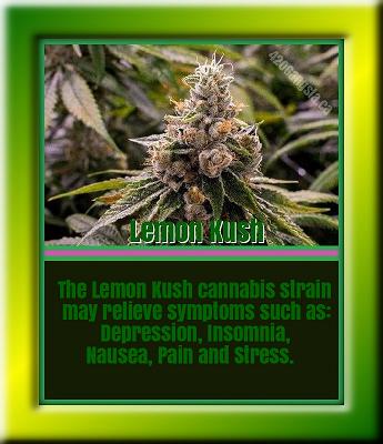 Lemon Kush Cannabis strain information 2021