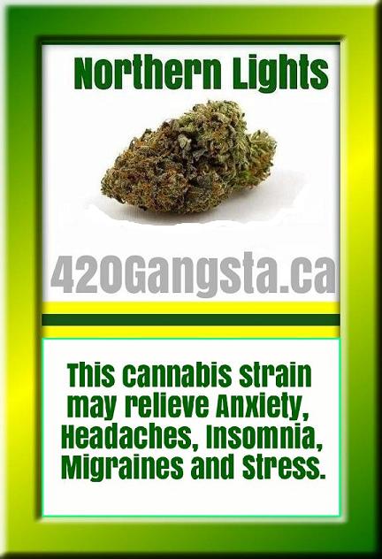 Bud of Northern Lights Cannabis Strain 2018