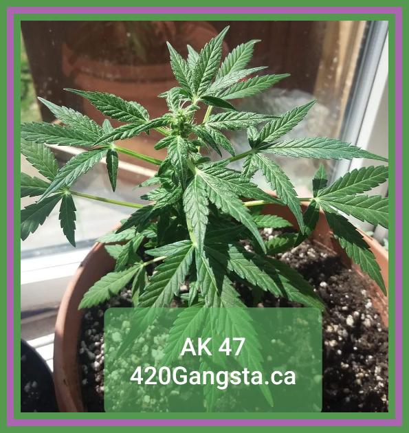 AK47 Cannabis Strain 2021 image