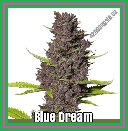 2019 image of the Blue Dream Cannabis plant