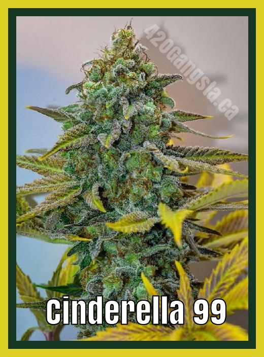 A image of the Cinderella 99 Cannabis plant from 2021
