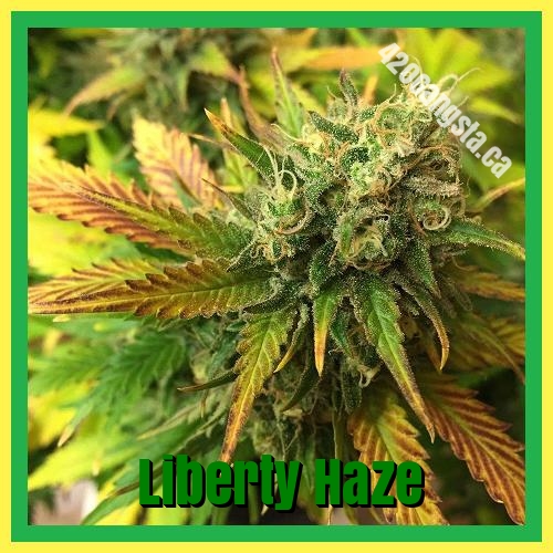 Liberty Haze Cannabis strain information 2021 image