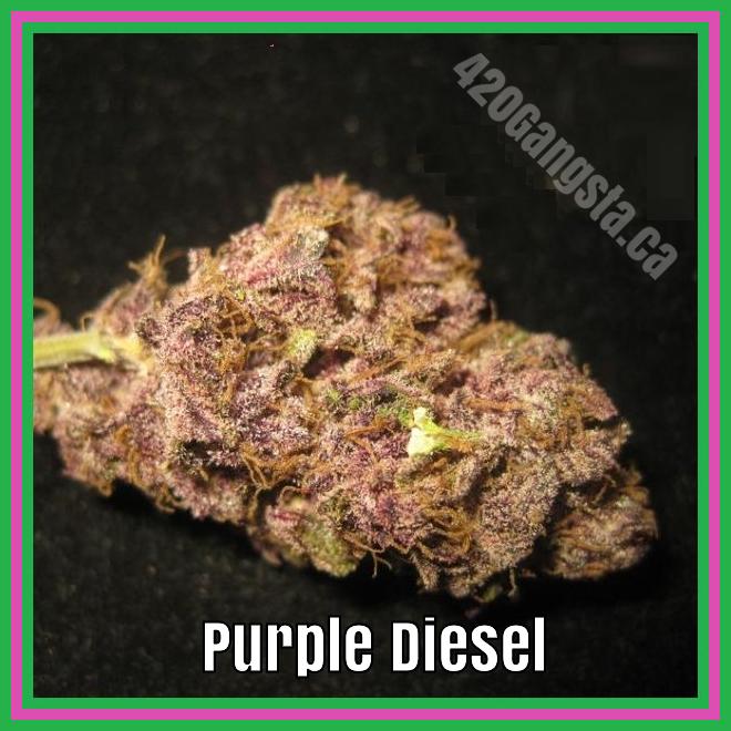 Purple Diesel Cannabis Strain 2021 Image