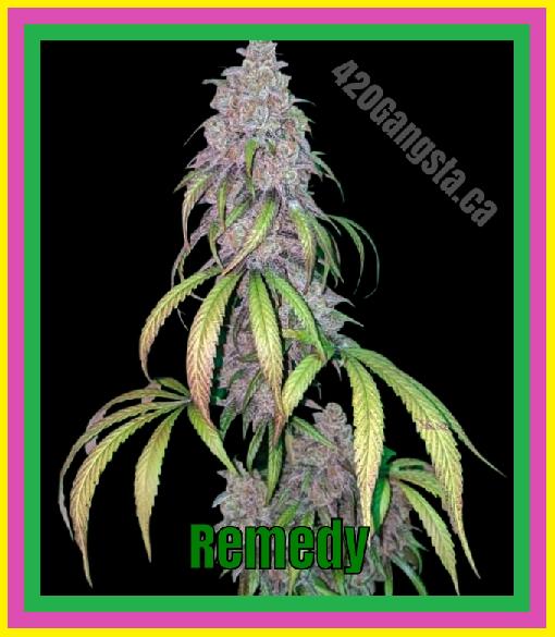 A 2021 image of the Remedy Cannabis plant