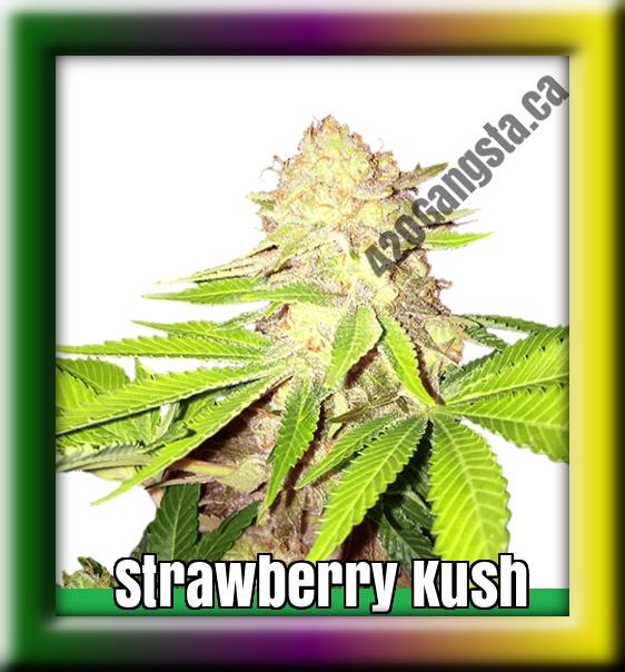 Strawberry Kush Cannabis Strain