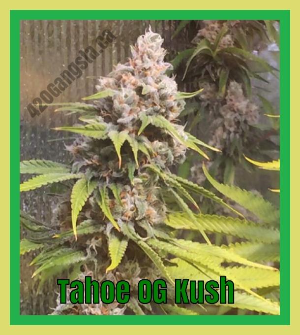 A image of the Tahoe OG Kush Cannabis plant