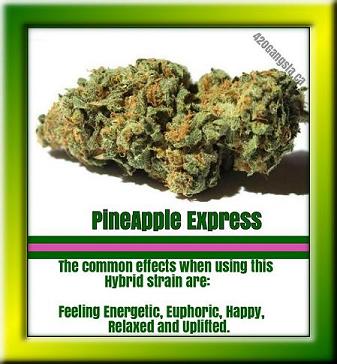 PineApple Express cannabis Hybrid strain may medically relieve: Chronic Pain, Depression, Fatigue, Loss of Appetite, Nausea, Nightmares and Migraines