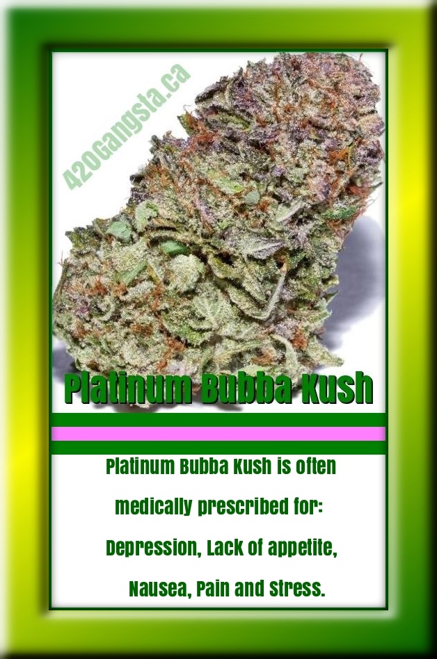 Platinum Bubba Kush cannabis seeds sprouting