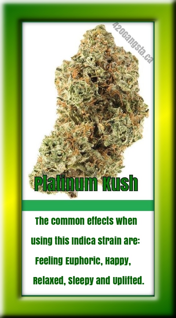 Platinum Kush Cannabis strain information 