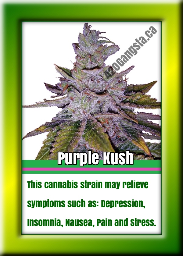 Purple Kush Cannabis Strain