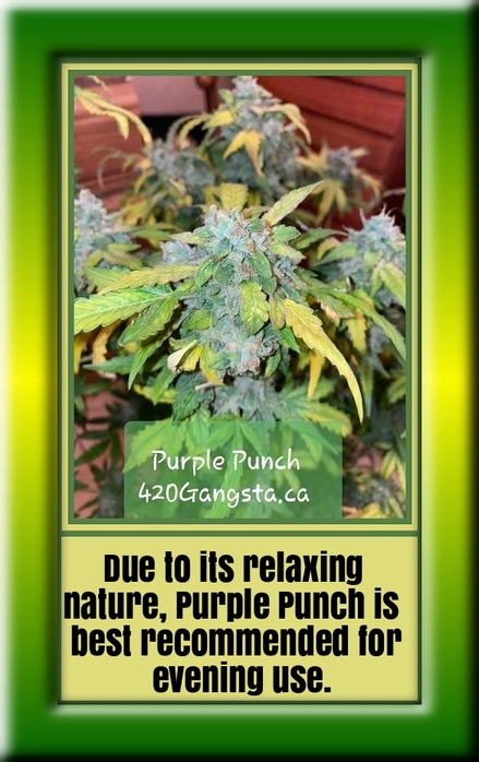 Purple Punch cannabis seeds sprouting