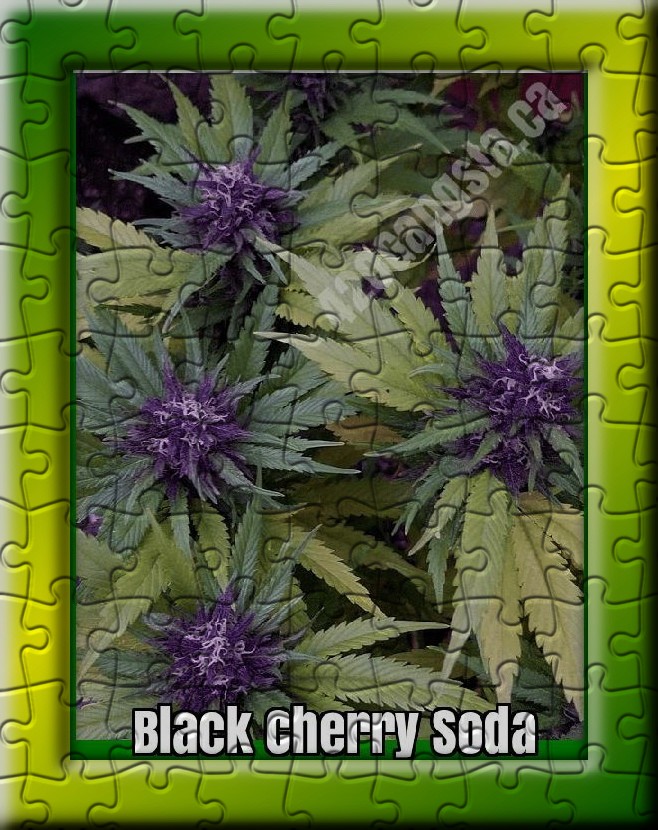 Black Cherry Soda Cannabis Strain in a puzzle format