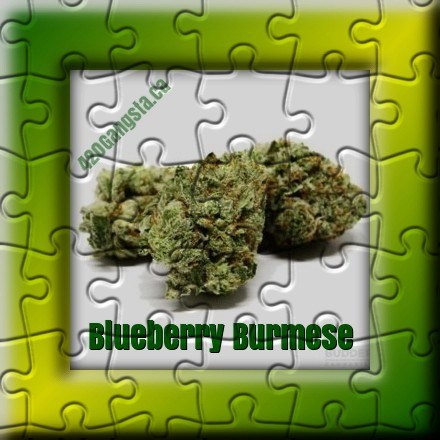 Blueberry Burmese Cannabis Strain in puzzle format
