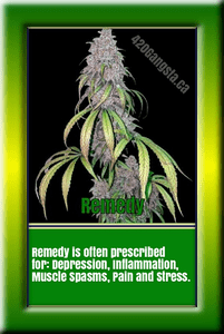 A image of the Remedy Cannabis plant