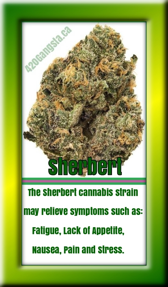 Sherbert Cannabis strain information 2021