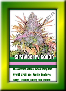 Strawberry Cough Cannabis Strain image with information