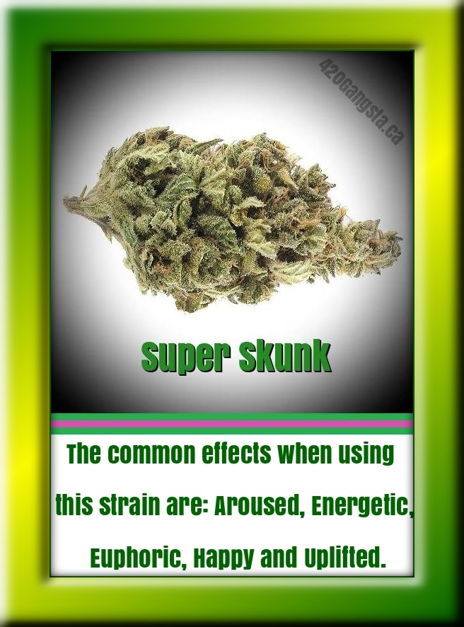 Super Skunk Cannabis strain image 2021