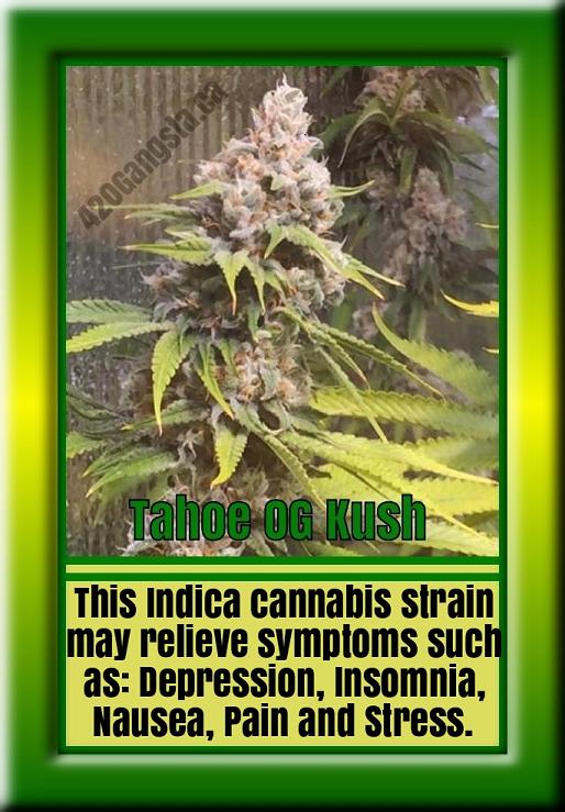 Tahoe OG Kush Indica cannabis strain may relieve symptoms such as: Depression, Insomnia, Nausea, Pain and Stress.