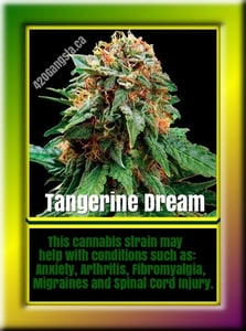 A image of the Tangerine Dream Cannabis plant