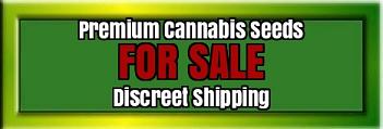 Black Indica Cannabis seeds for sale