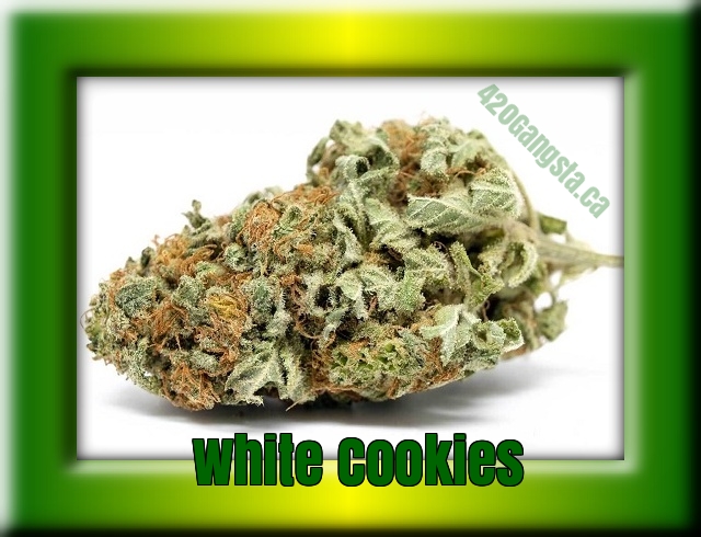 2019 image of the White Cookie Cannabis Strain