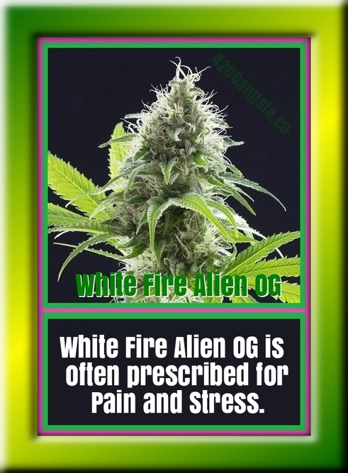 White Fire Alien OG Cannabis strain information 2021 