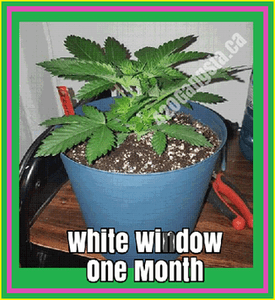 White Widow Cannabis one month old Strain, updated 1/07/2021